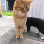 cat Image 4