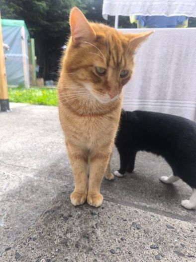 cat