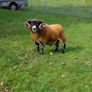 Lanark Shearling rams Image 2