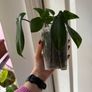 houseplant Philodendron 69686 Image 5