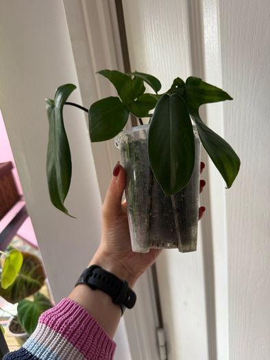 houseplant Philodendron 69686