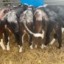 Strong Hereford & Aa Heifers Image 5