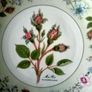 Aynsley Bone China Collectors Plate "Moss Rose" Image 2