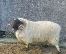 Horned ram