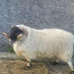Horned ram