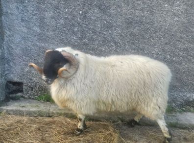 Horned ram