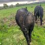 Angus bulls Image 6