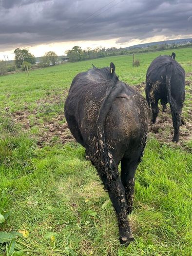 Angus bulls