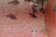 chickens