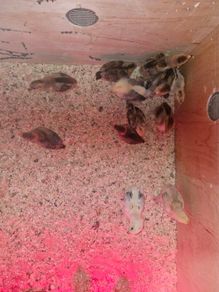 chickens