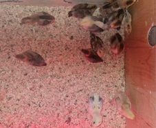 chickens