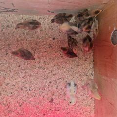 chickens