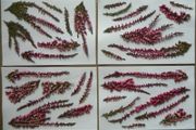 Pink Heather - Pressed Flowers for Crafting: Flowers, Stems, Leaves