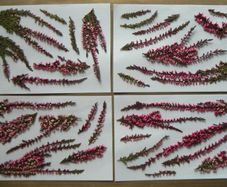 Pink Heather - Pressed Flowers for Crafting: Flowers, Stems, Leaves