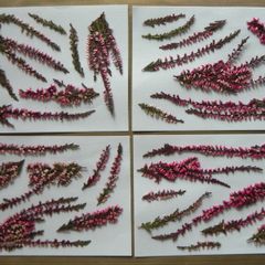 Pink Heather - Pressed Flowers for Crafting: Flowers, Stems, Leaves