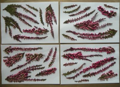 Pink Heather - Pressed Flowers for Crafting: Flowers, Stems, Leaves