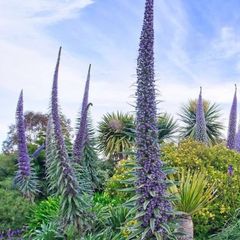Echium Plants