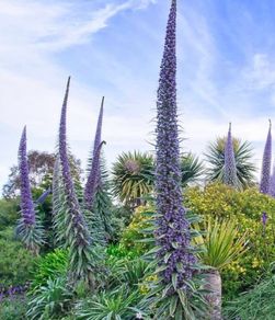 Echium Plants