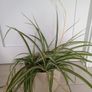 Spider plant with ceramic pot Image 2