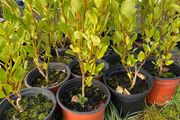 Griselinia Hedging
