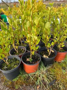 Griselinia Hedging
