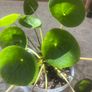 Chinese Money Plant Image 3