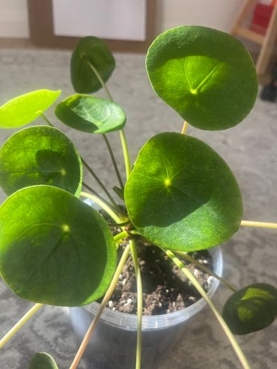 Chinese Money Plant