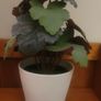 Artificial Plants in Ceramic Pots x2 Image 9