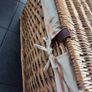 Wicker basket Image 6