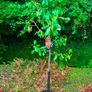 apple plants Image 7