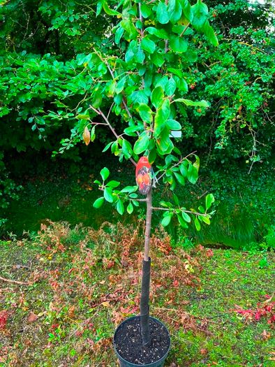 apple plants