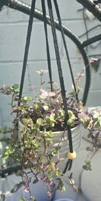 Tradescantia fluminensis