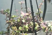 Tradescantia fluminensis