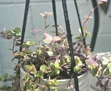 Tradescantia fluminensis