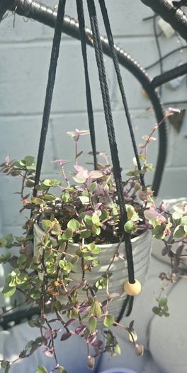 Tradescantia fluminensis