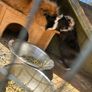Guinea pigs Image 4