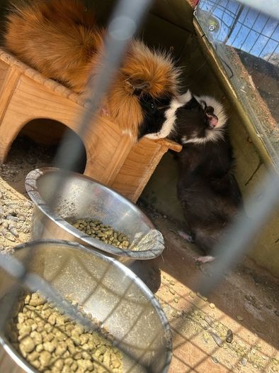 Guinea pigs