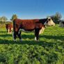 Pedigree Hereford Heifers and Bulls Image 5
