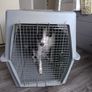 Dog kennel air plane carrier travel crate Image 4