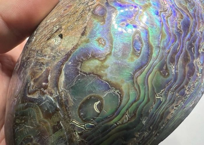 New Zealand Paua Abalone 3 Sea Shells Mother of Pearl