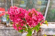 Healthy Hydrangea Petite Star