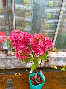 Healthy Hydrangea Petite Star