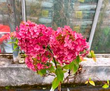 Healthy Hydrangea Petite Star
