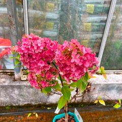 Healthy Hydrangea Petite Star