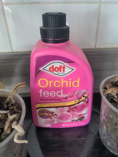 Orchid x 2 and orchid feed