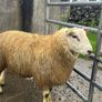purebred belclare ram lamb Image 2