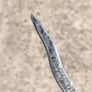 Vintage Javanese Kris hand forged letter opener Image 3