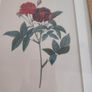 Framed Tripl Photo Of Roses Prints Image 4