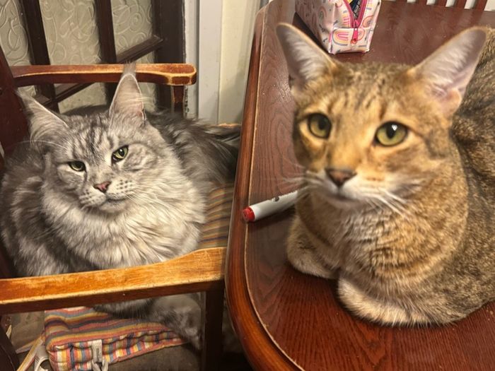 cat adoption