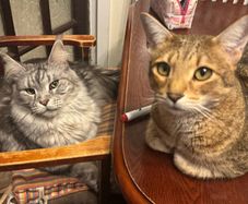 cat adoption